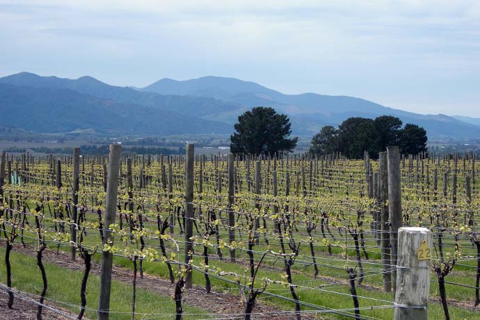 Marlborough Valley Wines