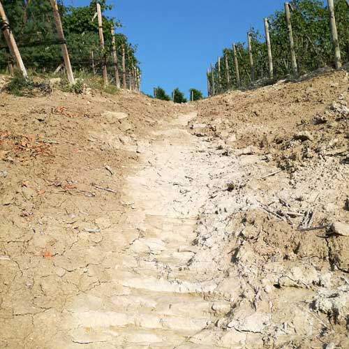 Bodem van de Lequio-formatie in de cru Badarina in Barolo