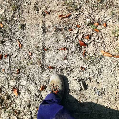 Bodem met Sant'Agata-mergel in de cru Bricco Ambrogio Bodem met Sant'Agata-mergel in de cru Bricco Ambrogio